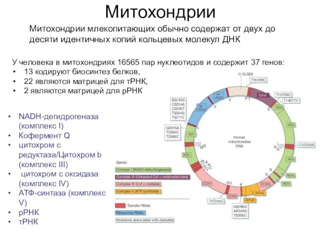 Митохондрии Митохондрии млекопитающих обычно содержат от двух до десяти идентичных копий