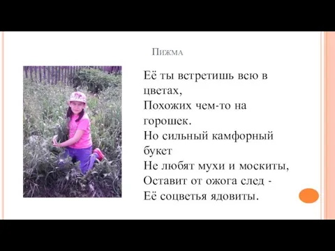 Пижма Её ты встретишь всю в цветах, Похожих чем-то на горошек.