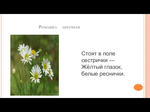 Ромашка аптечная Стоят в поле сестрички — Жёлтый глазок, белые реснички.