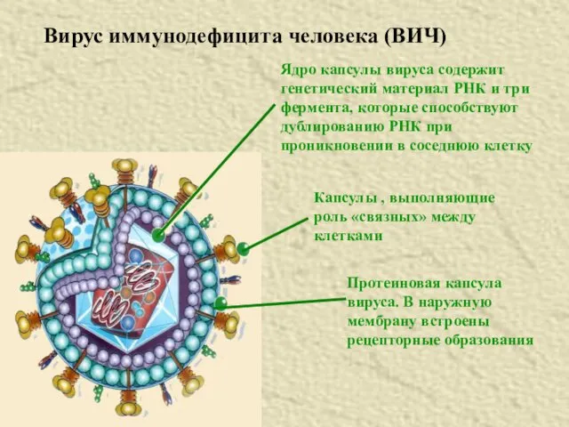 Вирус иммунодефицита человека (ВИЧ) Ядро капсулы вируса содержит генетический материал РНК