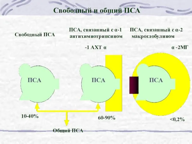 Свободный и общий ПСА Свободный ПСА ПСА, связанный с α-1 ПСА,