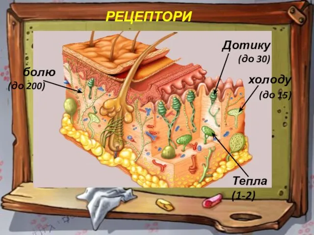 Дотику (до 30) болю (до 200) холоду (до 15) Тепла (1-2) РЕЦЕПТОРИ