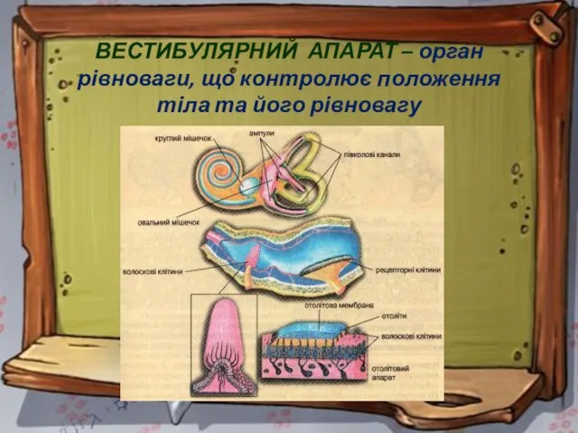 ВЕСТИБУЛЯРНИЙ АПАРАТ – орган рівноваги, що контролює положення тіла та його рівновагу