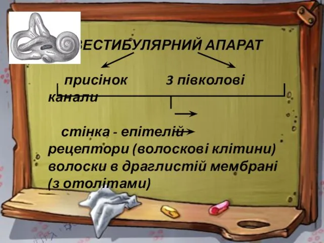 ВЕСТИБУЛЯРНИЙ АПАРАТ присінок 3 півколові канали стінка - епітелій рецептори (волоскові