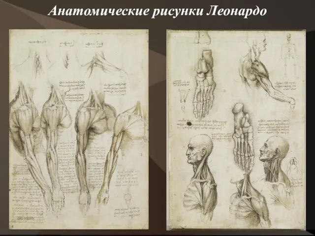Анатомические рисунки Леонардо