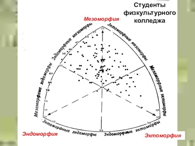 Студенты физкультурного колледжа Мезоморфия Эндоморфия Эктоморфия