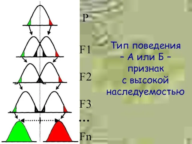 Тип поведения – А или Б – признак с высокой наследуемостью