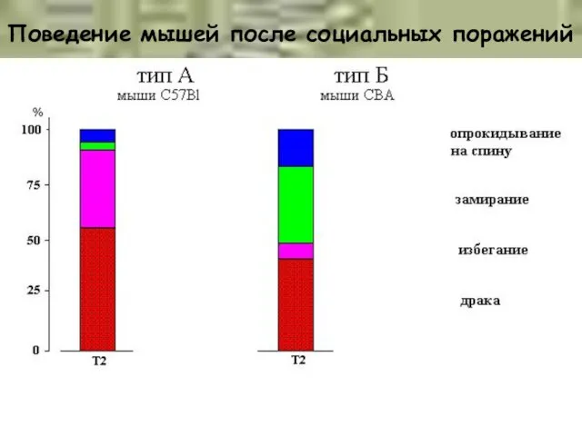 Поведение мышей после социальных поражений