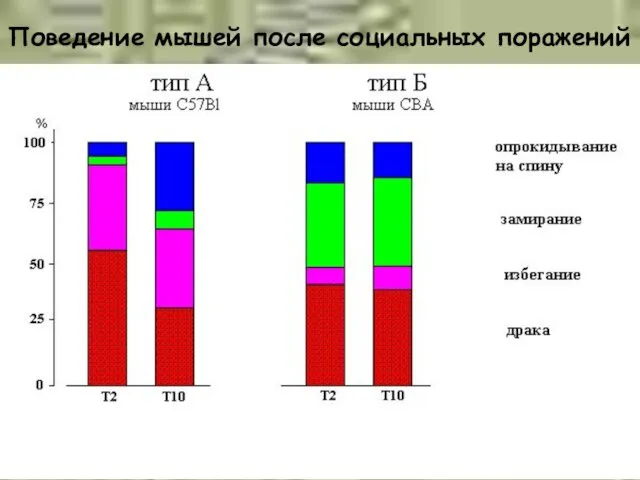 Поведение мышей после социальных поражений