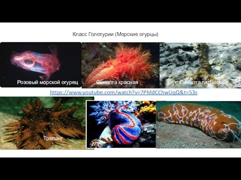 Класс Голотурии (Морские огурцы) Трепанг Розовый морской огурец Синапта красная Синапта пятнистая https://www.youtube.com/watch?v=7PMdCChwUqQ&t=53s