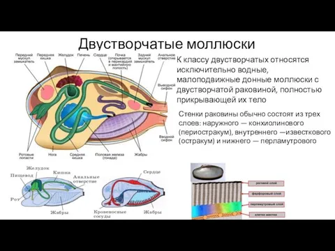 Двустворчатые моллюски К классу двустворчатых относятся исключительно водные, малоподвижные донные моллюски