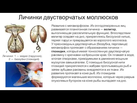 Личинки двустворчатых моллюсков Личинки: 1 — мидии (парусник); 2 — беззубки