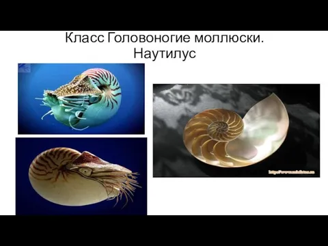 Класс Головоногие моллюски. Наутилус