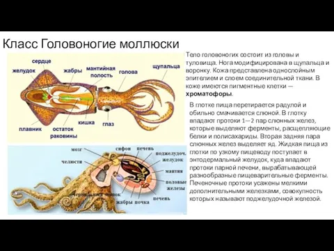 Класс Головоногие моллюски Тело головоногих состоит из головы и туловища. Нога
