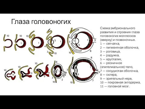 Глаза головоногих Схема эмбрионального развития и строения глаза головоногих моллюсков (вверху)