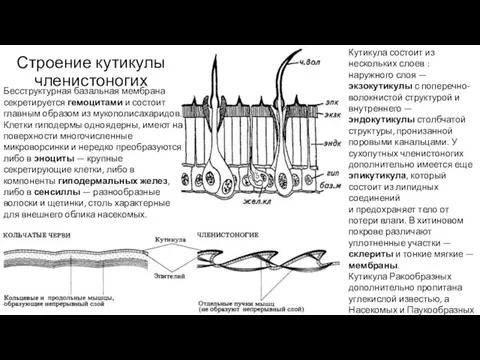 Строение кутикулы членистоногих Бесструктурная базальная мембрана секретируется гемоцитами и состоит главным