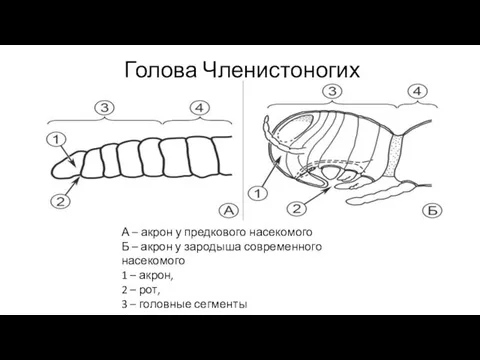 Голова Членистоногих А – акрон у предкового насекомого Б – акрон