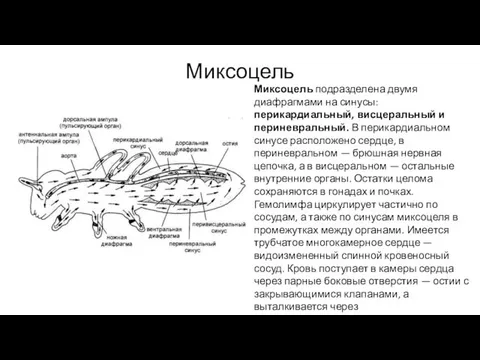 Миксоцель Миксоцель подразделена двумя диафрагмами на синусы: перикардиальный, висцеральный и периневральный.