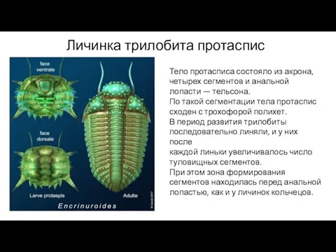 Личинка трилобита протаспис Тело протасписа состояло из акрона, четырех сегментов и