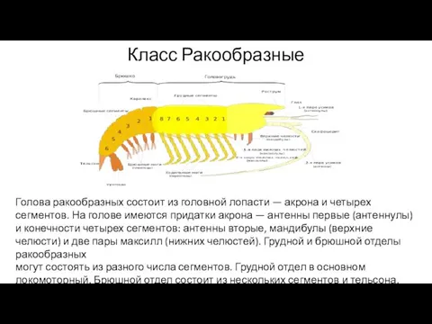 Класс Ракообразные Голова ракообразных состоит из головной лопасти — акрона и