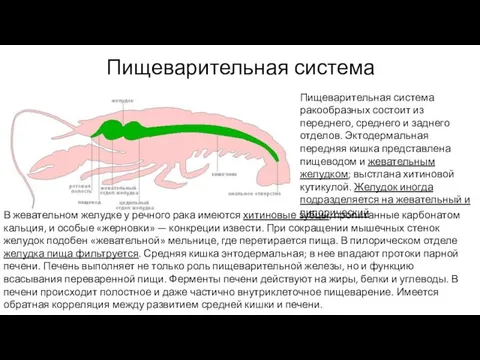 Пищеварительная система Пищеварительная система ракообразных состоит из переднего, среднего и заднего