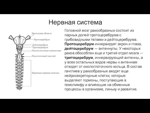 Нервная система Головной мозг ракообразных состоит из парных долей протоцеребрума с