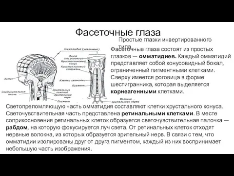 Фасеточные глаза Простые глазки инвертированного типа. Фасеточные глаза состоят из простых