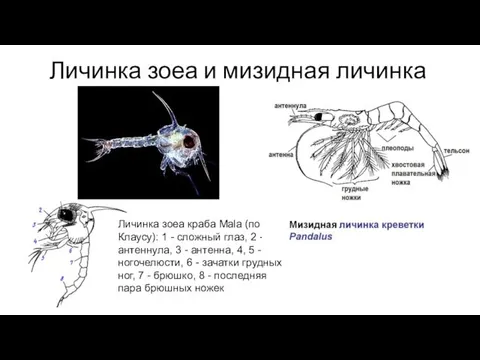 Личинка зоеа и мизидная личинка Личинка зоеа краба Mala (по Клаусу):