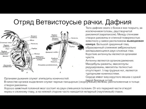 Отряд Ветвистоусые рачки. Дафния Тело дафнии сжато с боков и все