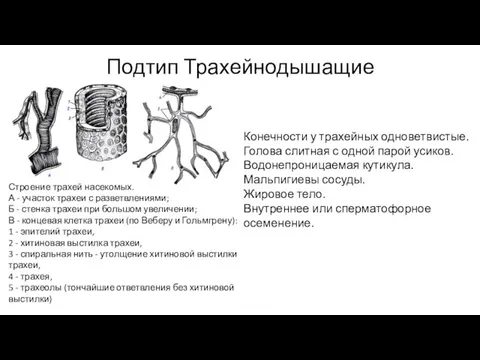 Подтип Трахейнодышащие Строение трахей насекомых. А - участок трахеи с разветвлениями;