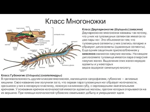 Класс Многоножки Класс Двупарноногие (Diplopoda) (кивсяки) Двупарноногие многоножки названы так потому,