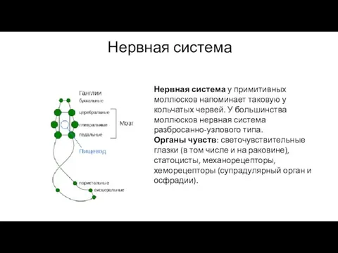 Нервная система Нервная система у примитивных моллюсков напоминает таковую у кольчатых