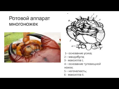 Ротовой аппарат многоножек 1– основание усика; 2 – мандибула; 3 -