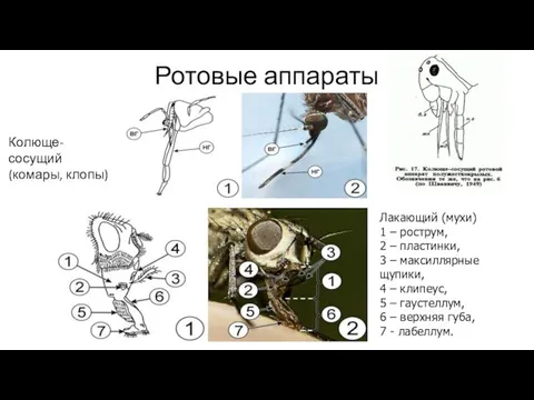 Ротовые аппараты Лакающий (мухи) 1 – рострум, 2 – пластинки, 3