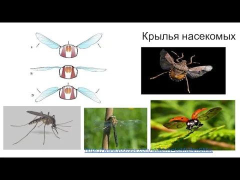 Крылья насекомых https://www.youtube.com/watch?v=LeMtZNmGMxc