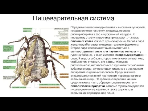 Пищеварительная система Передняя кишка эктодермальная и выстлана кутикулой, подразделяется на глотку,