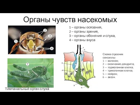 Органы чувств насекомых 1 – органы осязания, 2 – органы зрения,