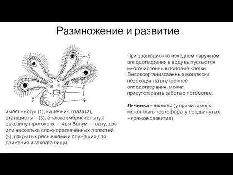 Размножение и развитие При эволюционно исходном наружном оплодотворении в воду выпускаются