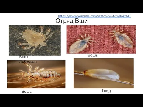 Отряд Вши Вошь Человеческая Вошь Лобковая Вошь Платяная Гнида https://www.youtube.com/watch?v=-t-swBokzNQ