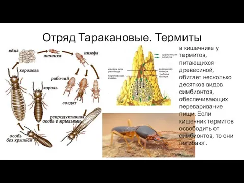 Отряд Таракановые. Термиты в кишечнике у термитов, питающихся древесиной, обитает несколько