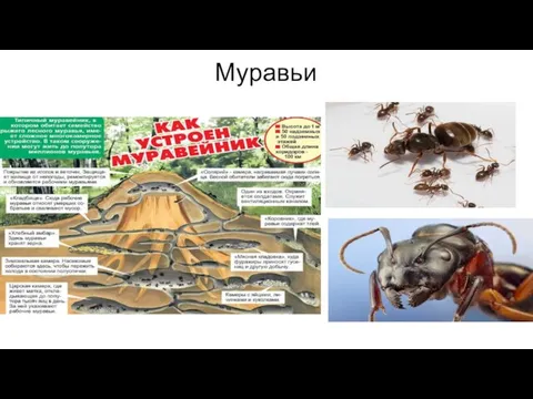 Муравьи