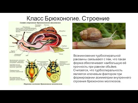 Класс Брюхоногие. Строение Возникновение турбоспиральной раковины связывают с тем, что такая