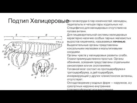 Подтип Хелицеровые На головогруди 6 пар конечностей: хелицеры, педипальпы и четыре