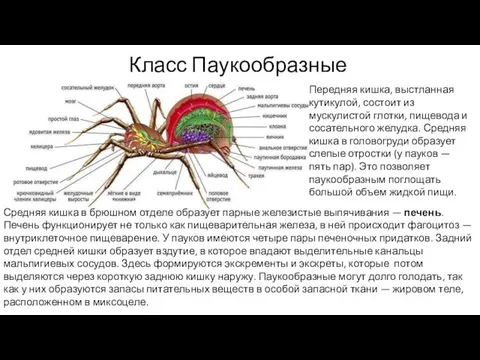 Класс Паукообразные Передняя кишка, выстланная кутикулой, состоит из мускулистой глотки, пищевода