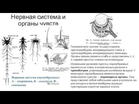 Нервная система и органы чувств Головной мозг состоит из двух отделов: