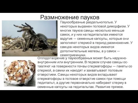 Размножение пауков Паукообразные раздельнополые. У некоторых выражен половой диморфизм. У многих