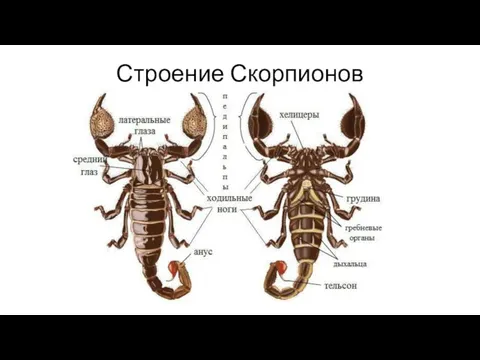 Строение Скорпионов