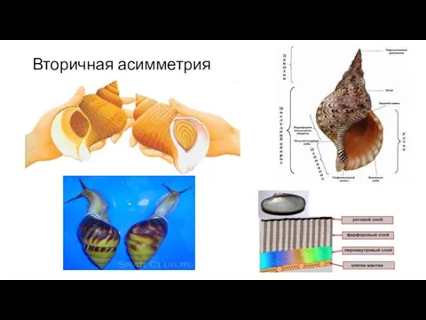 Вторичная асимметрия