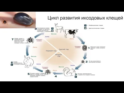 Цикл развития иксодовых клещей