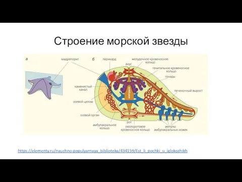 Строение морской звезды https://elementy.ru/nauchno-populyarnaya_biblioteka/434159/Est_li_pochki_u_iglokozhikh